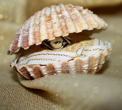 Mořská krása — foto 1