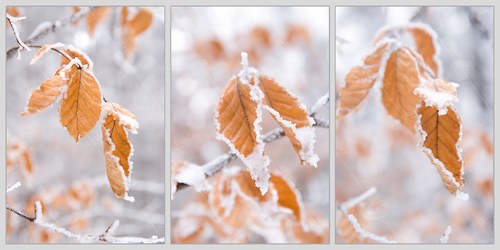 První mrazíky - kolekce tří fotografií