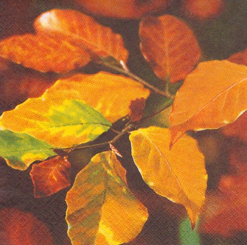 Ubrousek - podzimní listí — foto 1