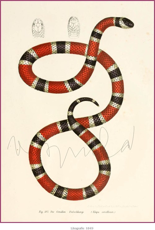 Plazi II