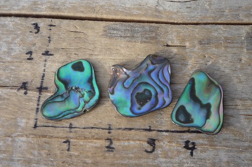 3 x paua mušle P4666 — foto 1