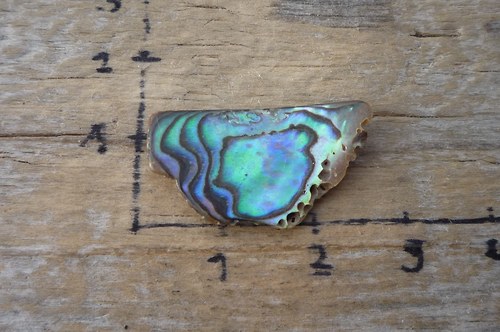 Paua mušle P4674 — foto 1