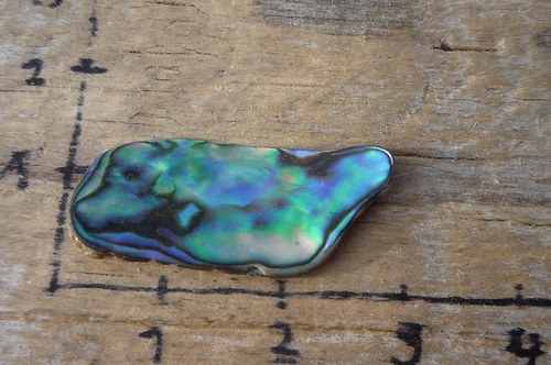 Paua mušle P4724 — foto 1