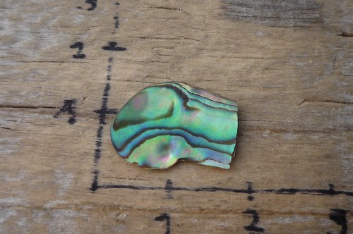 Paua mušle P4776 — foto 1