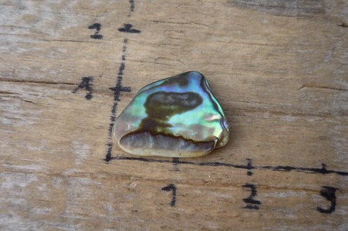 Paua mušle P4784 — foto 1
