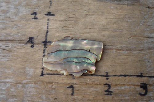 Paua mušle P4785 — foto 1