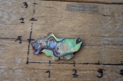 Paua mušle P4791 — foto 1