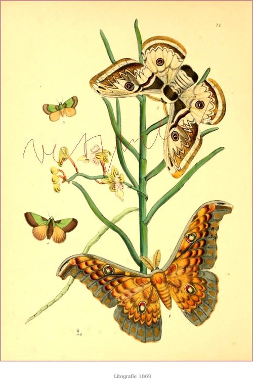 Motýli I