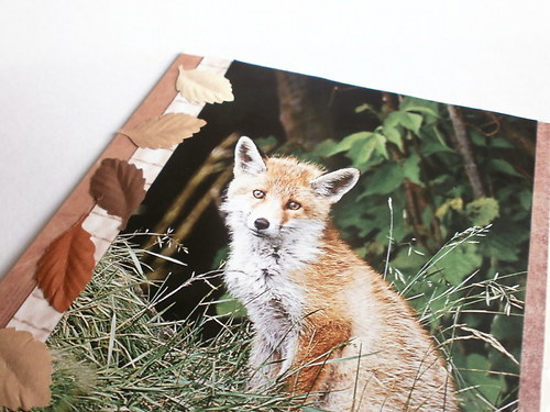 Lištičkové přání — foto 1