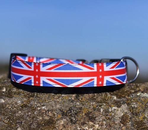 Obojek britský 2,5 cm šířka — foto 1