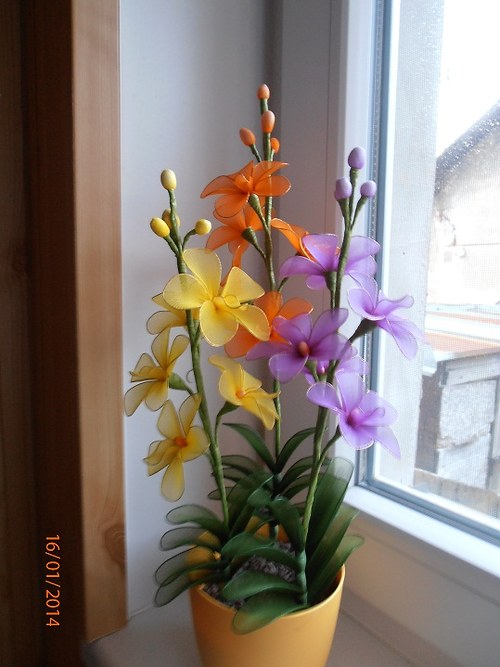 Orchidej vanda — foto 1