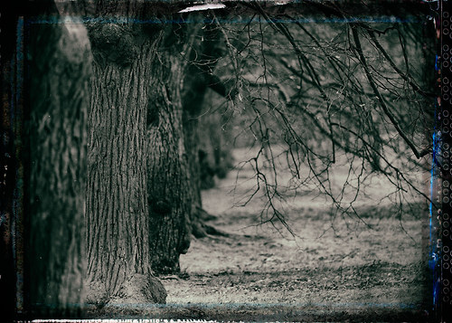 Krajina se starými stromy 2 - fotografie 45x30 cm