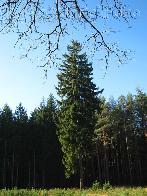 Samotný velikán