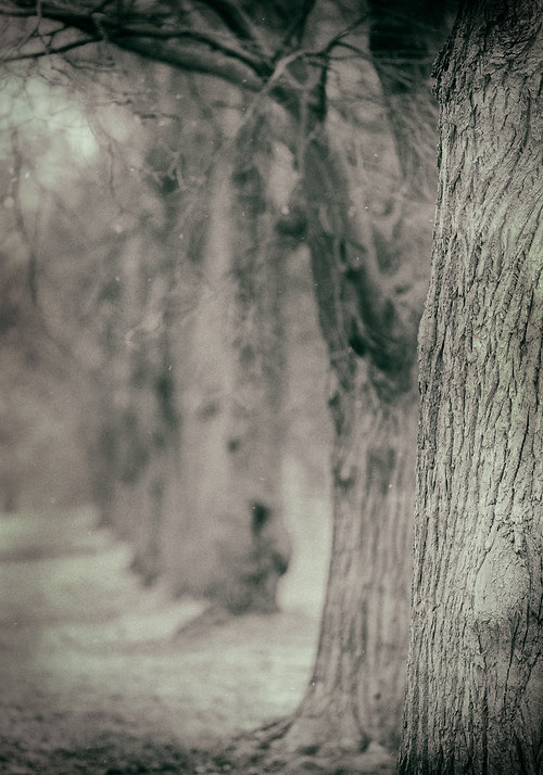Krajina se starými stromy 4 - fotografie 45x30 cm