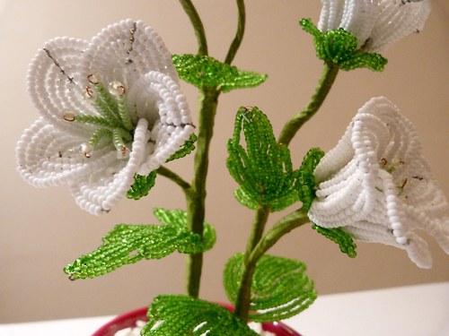 Bílá Eustoma v květináčku — foto 1