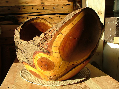 Velká masivní trnková — foto 1