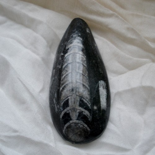Orthoceras II. — foto 1