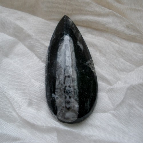 Orthoceras III. — foto 1