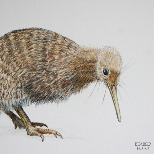 Kiwi, obraz a logo. na přání — foto 1