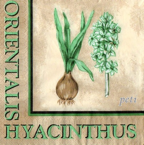 Ubrousek hyacint — foto 1