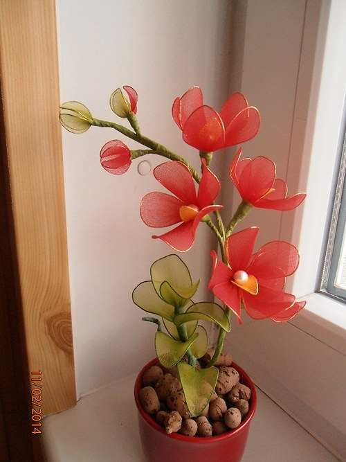 Miniorchidej — foto 1
