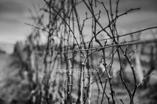 Vinice na začátku jara - autorská fotografie