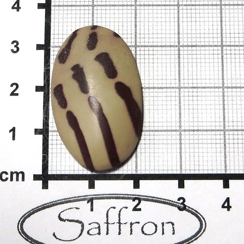 Zebra stone Austrálie, kabošon. č2 — foto 1