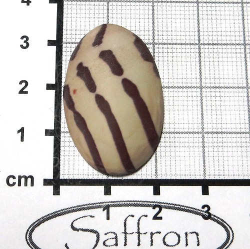 Zebra stone Austrálie, kabošon. č7 — foto 1