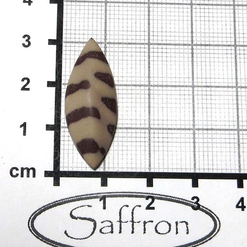 Zebra stone Austrálie, kabošon. č9 — foto 1