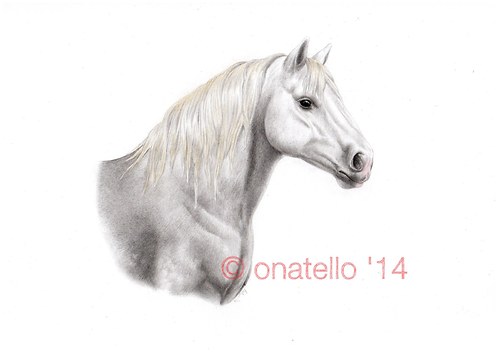Percheron — foto 1