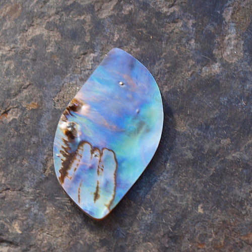 Paua mušle 37 x 21 mm — foto 1