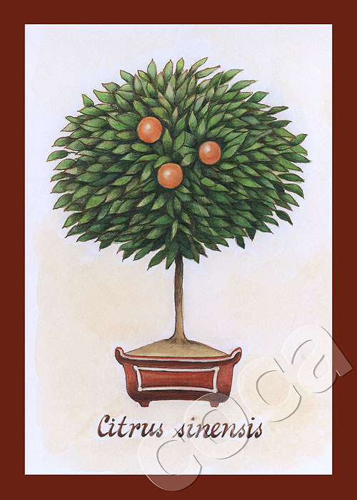 Bonsai I
