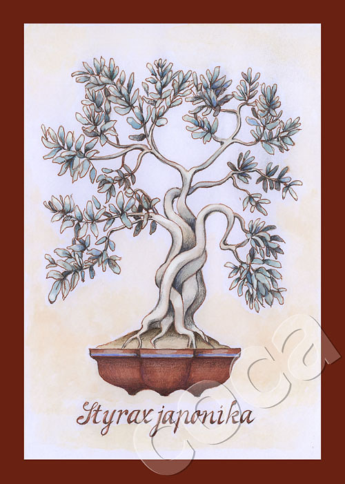 Bonsai III