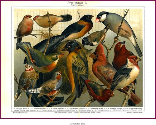 Fauna I — foto 1