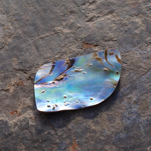 Paua mušle 35 x 21 mm — foto 1