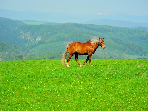 V Krkonoších ... kůň na pastvinách °