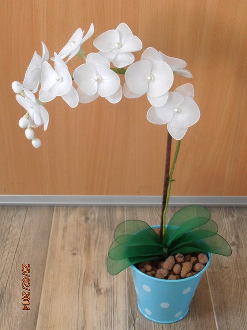 Orchidej bílá na objednávku — foto 1
