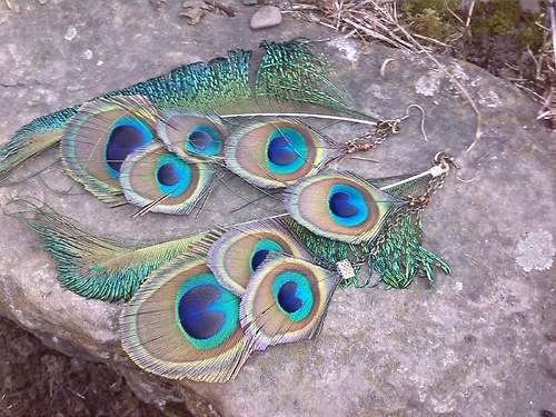 Long peacock — foto 1