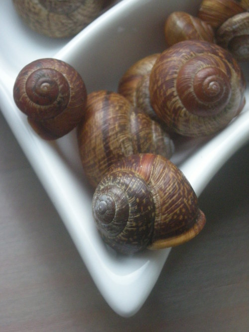 Malováno přírodou - plamatky lesní — foto 1