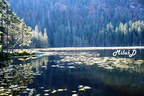 Německo Arbersee