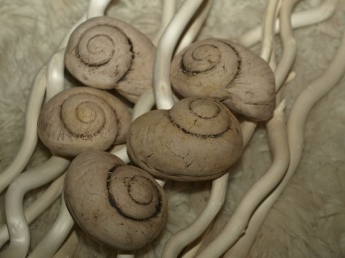Keramické ulity — foto 1