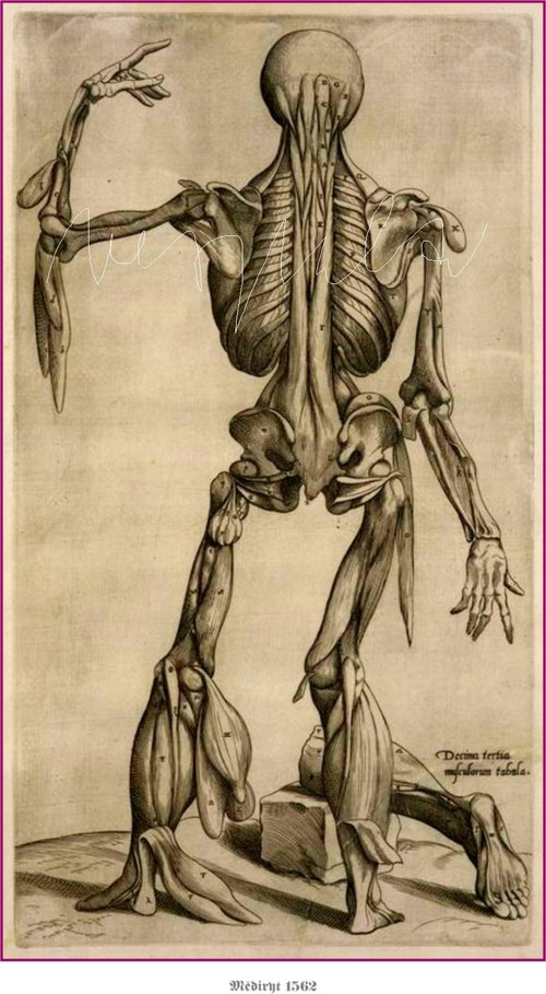 Anatomické studie těla