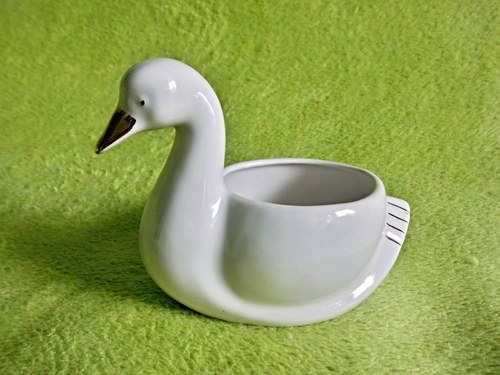 Biela labuť — foto 1