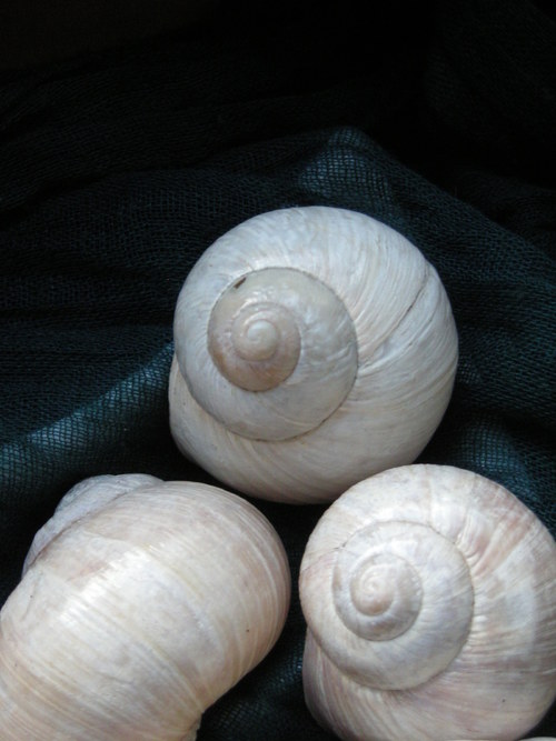 Ulity - alabastrové II. — foto 1