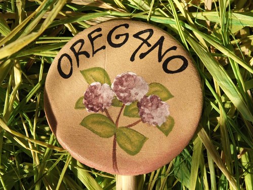 Zápich oregano — foto 1