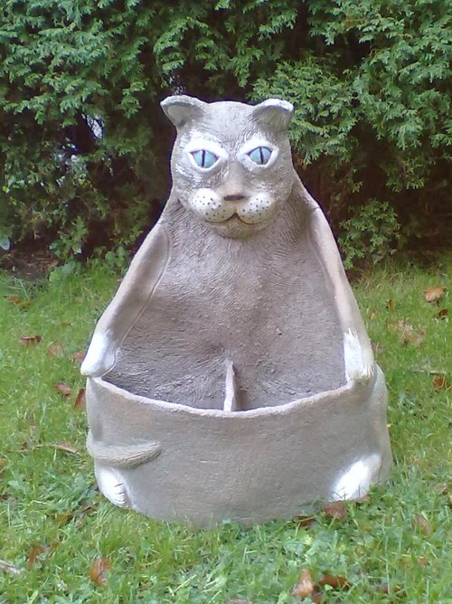 Kocour modroočko