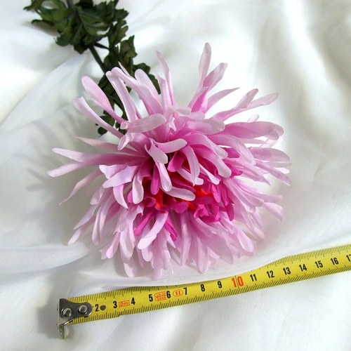 Jehlicovitá chrysantéma — foto 1
