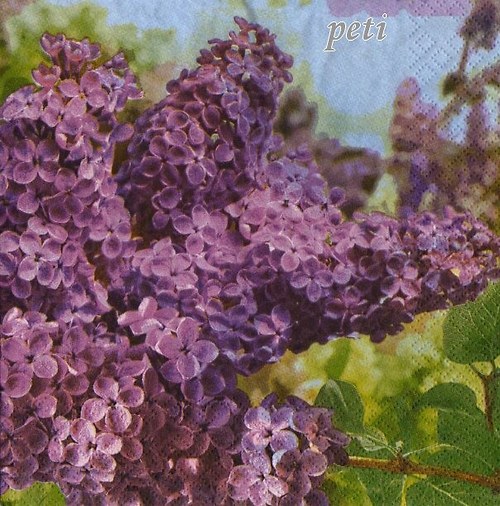 Ubrousek šeřík — foto 1