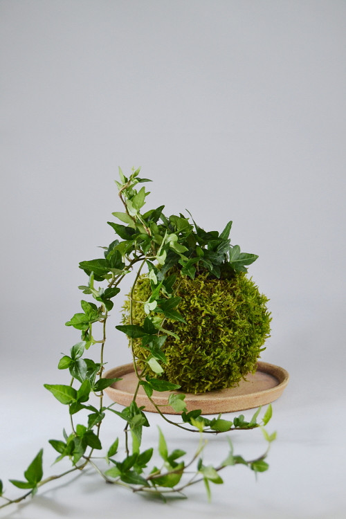 Kokedama Hedera — foto 1