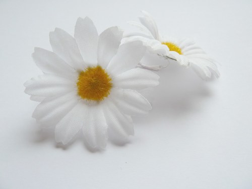 Kopretiny — foto 1